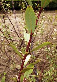 Attēlu rezultāti vaicājumam “Salix triandra”