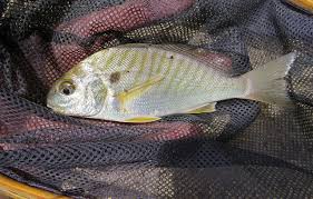 Image result for Leiostomus xanthurus