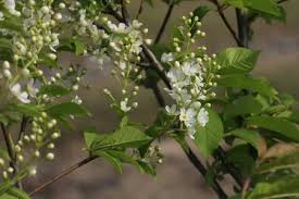 Attēlu rezultāti vaicājumam “Prunus padus var. roseiflora”