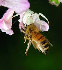 Attēlu rezultāti vaicājumam “Misumena vatia”