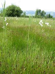 Attēlu rezultāti vaicājumam “Schoenus ferrugineus flower”