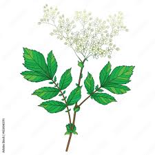 Attēlu rezultāti vaicājumam “Filipendula ulmaria  leaf”