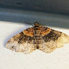 Attēlu rezultāti vaicājumam “Xanthorhoe ferrugata”