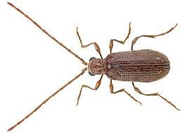 Attēlu rezultāti vaicājumam “Ptinus sp. male”