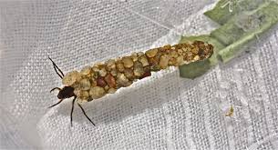 Attēlu rezultāti vaicājumam “Orthosia sp. larva”