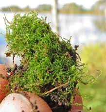 Attēlu rezultāti vaicājumam “Cephalozia bicuspidata sporophyte”