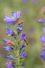 Attēlu rezultāti vaicājumam “Echium vulgare flower”