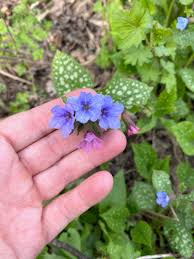 Attēlu rezultāti vaicājumam “Pulmonaria angustifolia fruit”