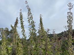 Attēlu rezultāti vaicājumam “Urtica dioica”