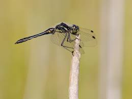 Attēlu rezultāti vaicājumam “Sympetrum danae”
