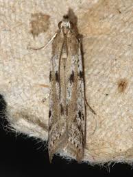 Attēlu rezultāti vaicājumam “Phycitodes binaevella”