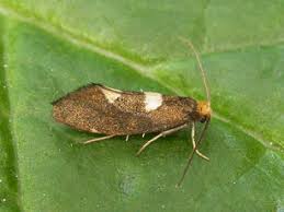 Attēlu rezultāti vaicājumam “Incurvariidae”