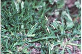 Attēlu rezultāti vaicājumam “Poa remota bud”