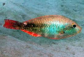 Image result for Sparisoma aurofrenatum