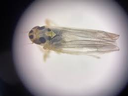 Attēlu rezultāti vaicājumam “Eupteryx vittata”