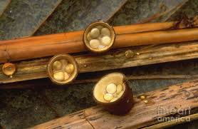 Attēlu rezultāti vaicājumam “Crucibulum laeve”