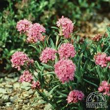 Attēlu rezultāti vaicājumam “Trichia alpina young”