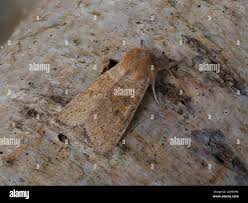 Attēlu rezultāti vaicājumam “Orthosia miniosa larva”