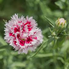 Image result for Dianthus