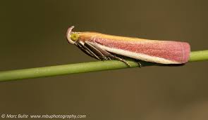 Attēlu rezultāti vaicājumam “Oncocera semirubella”