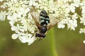 Attēlu rezultāti vaicājumam “Didea alneti”