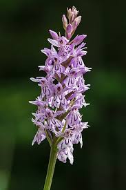 Attēlu rezultāti vaicājumam “Dactylorhiza majalis subsp. baltica flower”