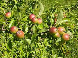 Attēlu rezultāti vaicājumam “Malus”