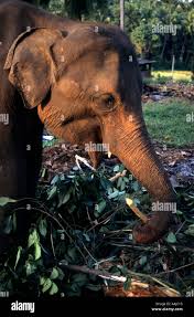 Image result for pinawella