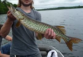 Image result for Esox masquinongy