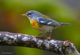 Image result for Parula americana