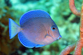 Image result for Acanthurus coeruleus