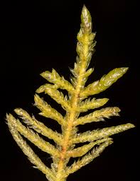 Attēlu rezultāti vaicājumam “Pseudoscleropodium purum”