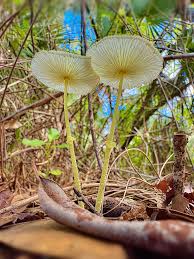 「ラブライナ・ワーズワース」の画像検索結果