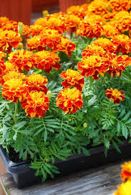 Attēlu rezultāti vaicājumam “Tagetes”