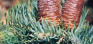 Attēlu rezultāti vaicājumam “Abies concolor”