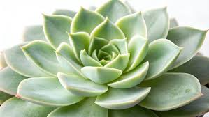 Attēlu rezultāti vaicājumam “Crassulaceae”