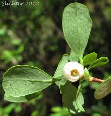Attēlu rezultāti vaicājumam “Vaccinium uliginosum flower”