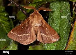 Attēlu rezultāti vaicājumam “Lasiocampa trifolii male”