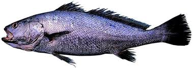 Image result for Argyrosomus japonicus