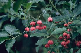 Attēlu rezultāti vaicājumam “Euonymus europaeus”