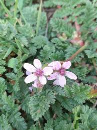 Attēlu rezultāti vaicājumam “Erodium cicutarium flower”