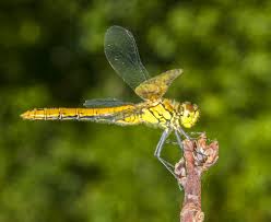 Attēlu rezultāti vaicājumam “Sympetrum sanguineum female”