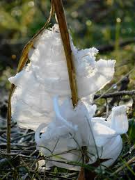 Attēlu rezultāti vaicājumam “Frost Flowers”