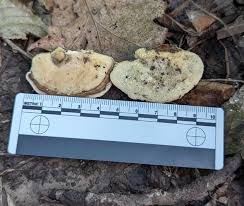 Attēlu rezultāti vaicājumam “Trametes”