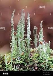Attēlu rezultāti vaicājumam “Cladonia squamosa”