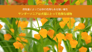 「ソニア・パレス」の画像検索結果