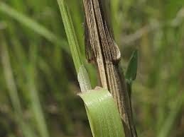 Attēlu rezultāti vaicājumam “Poa palustris”