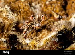 ผลการค้นหารูปภาพสำหรับ Bornella Anguilla