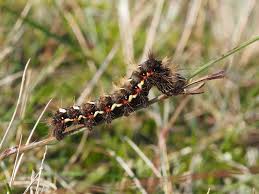 Attēlu rezultāti vaicājumam “Acronicta rumicis imago”