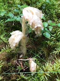 Attēlu rezultāti vaicājumam “Monotropa hypopitys”